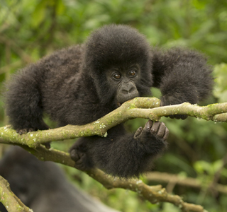 gorilla